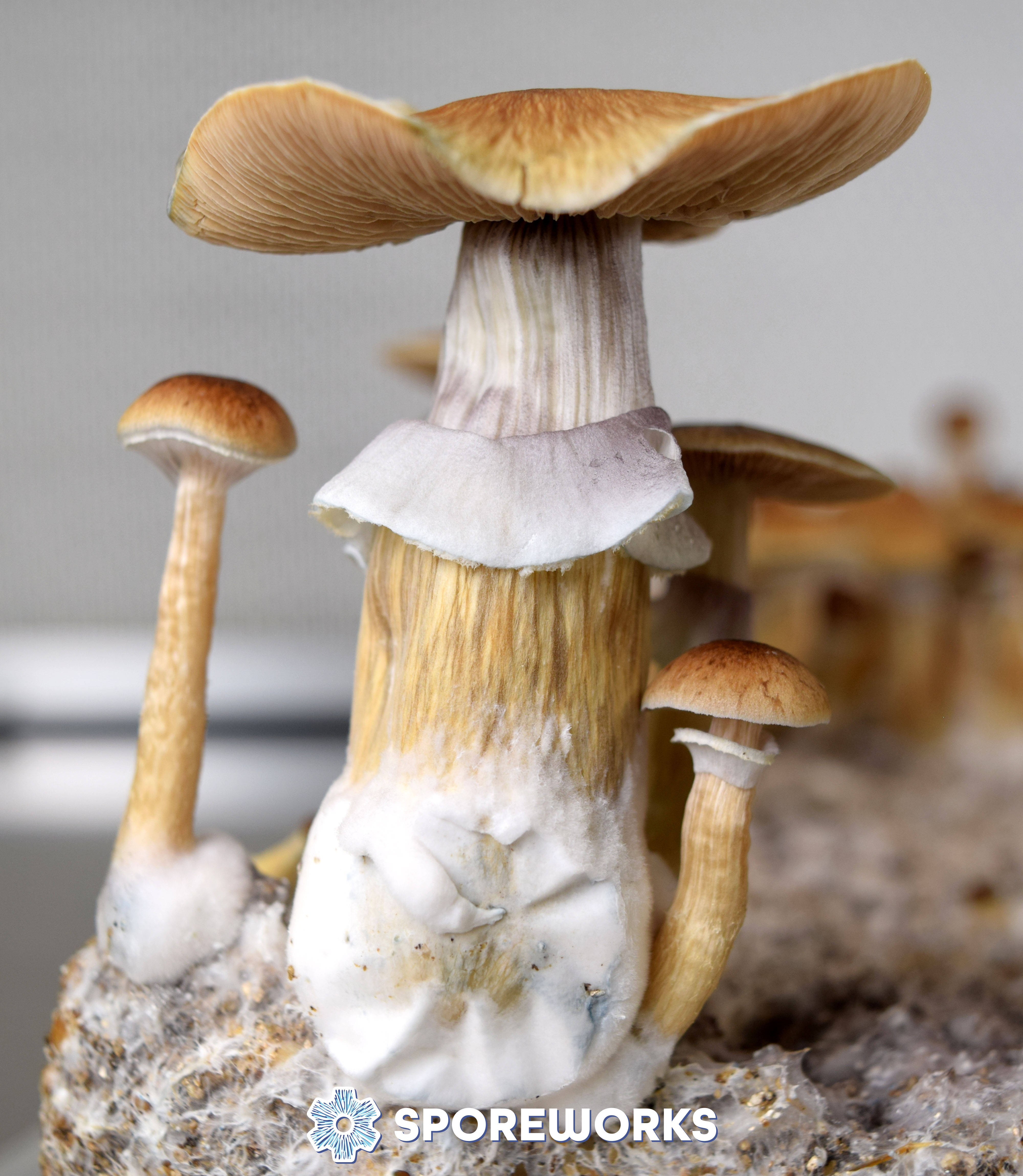 Psilocybe cubensis Jedi Mind Fuck Spore Syringe